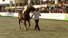 Reiterfest auf den Immenhfen 