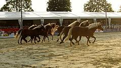 Reiterfest auf den Immenhfen 