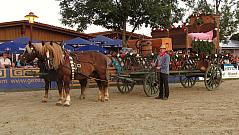 Reiterfest auf den Immenhfen 